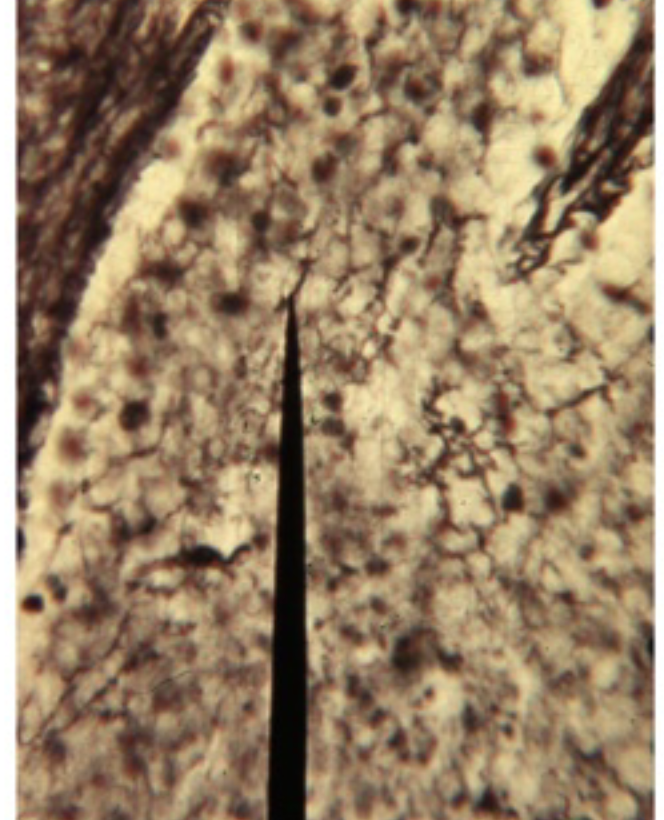 term image