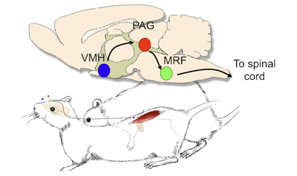 <p>1) E, P prime ventromedial HT (VMH)<br>2) Male stimuli (touching flanks) stimulate VMH<br>3) VMH =&gt; PAG =&gt; MRF (medullary reticular formation) =&gt; specific muscles</p><p>Note that MRF is important for posture control (among other things).</p>
