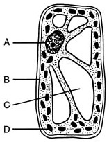 Which structure in the cell shown in figure 7-2 above stores materials, such as water, salts, proteins, and carbohydrates?