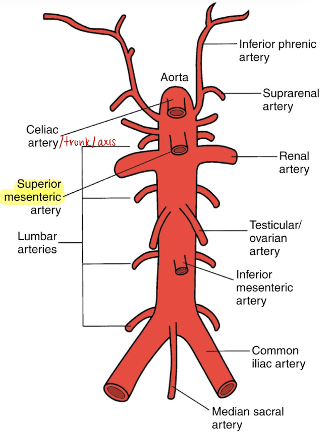 <ul><li><p>2nd branch off AO</p></li><li><p>1 cm inferior to celiac trunk</p></li><li><p>follows anteroinferior course along AO and divides into several arteries</p></li><li><p>branches supply the <u>small intestine, ascending colon, part of transverse colon, pancreatic head, and duodenal</u> area</p></li><li><p>surrounded by echogenic fat (retroperitoneal fascia)</p></li><li><p>SONO in TRANS: circular structure <u>posterior to pancreas</u> and <u>anterior to AO and left renal vein</u></p></li></ul><p></p>