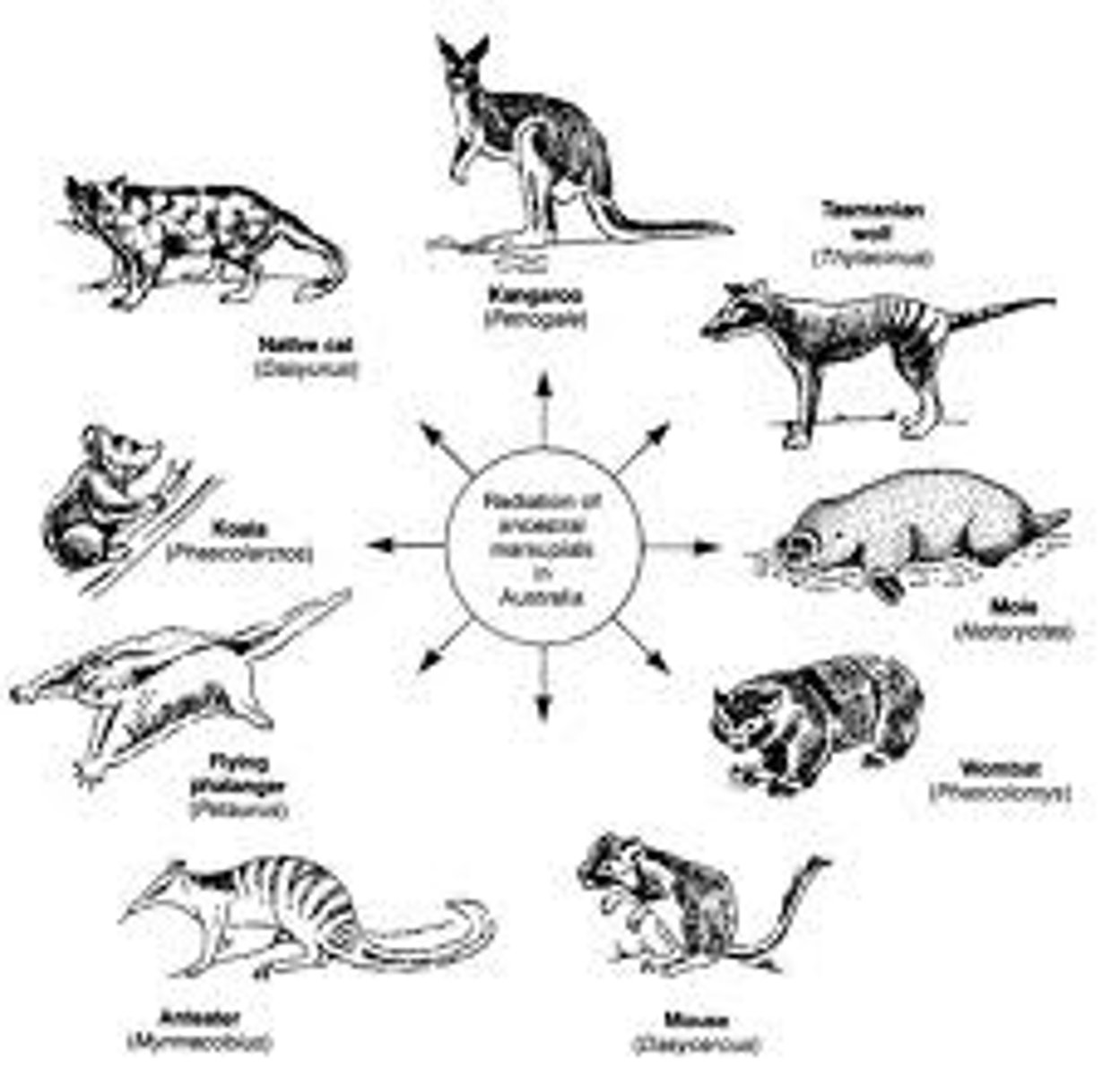<p>Different traits, common ancestor.</p>