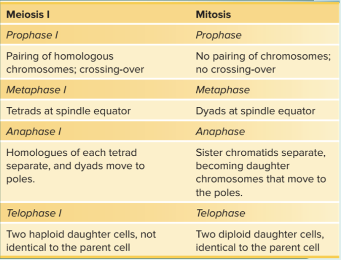 <ol><li><p><strong><u>Prophase I</u></strong></p><ul><li><p>tetrads form, crossing-over occurs as chromosomes condense; the nuclear envelope fragments</p></li><li><p><strong>pairing of homologous chromosomes; crossing-over</strong></p></li></ul></li><li><p><strong><u>Metaphase I</u></strong></p><ul><li><p>tetrads align at spindle equator</p></li></ul></li><li><p><strong><u>Anaphase I</u></strong></p><ul><li><p>homologues separate, dyads move to poles</p></li></ul></li><li><p><strong><u>Telophase</u></strong></p><ul><li><p>daughter nuclei are haploid, having received one duplicated chromosome from each homologous pair</p></li></ul></li><li><p><strong><u>Interkinesis</u></strong></p><ul><li><p>short rest period prior to 2nd nuclear division → Meiosis II</p></li><li><p>similar to interphase between mitotic divisions except that DNA replication does not occur (chromosomes are already duplicated)</p></li></ul></li></ol>