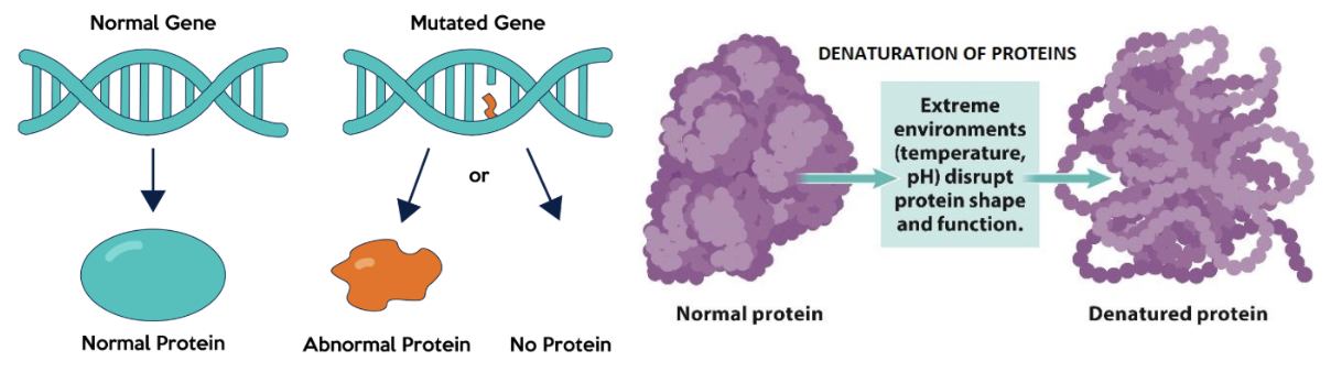 <p>if there is a change to the specific shape of a protein due to incorrect addition of an amino acid <strong>OR</strong> environmental change, the <strong>enzyme</strong> will <strong>not</strong> function properly</p>