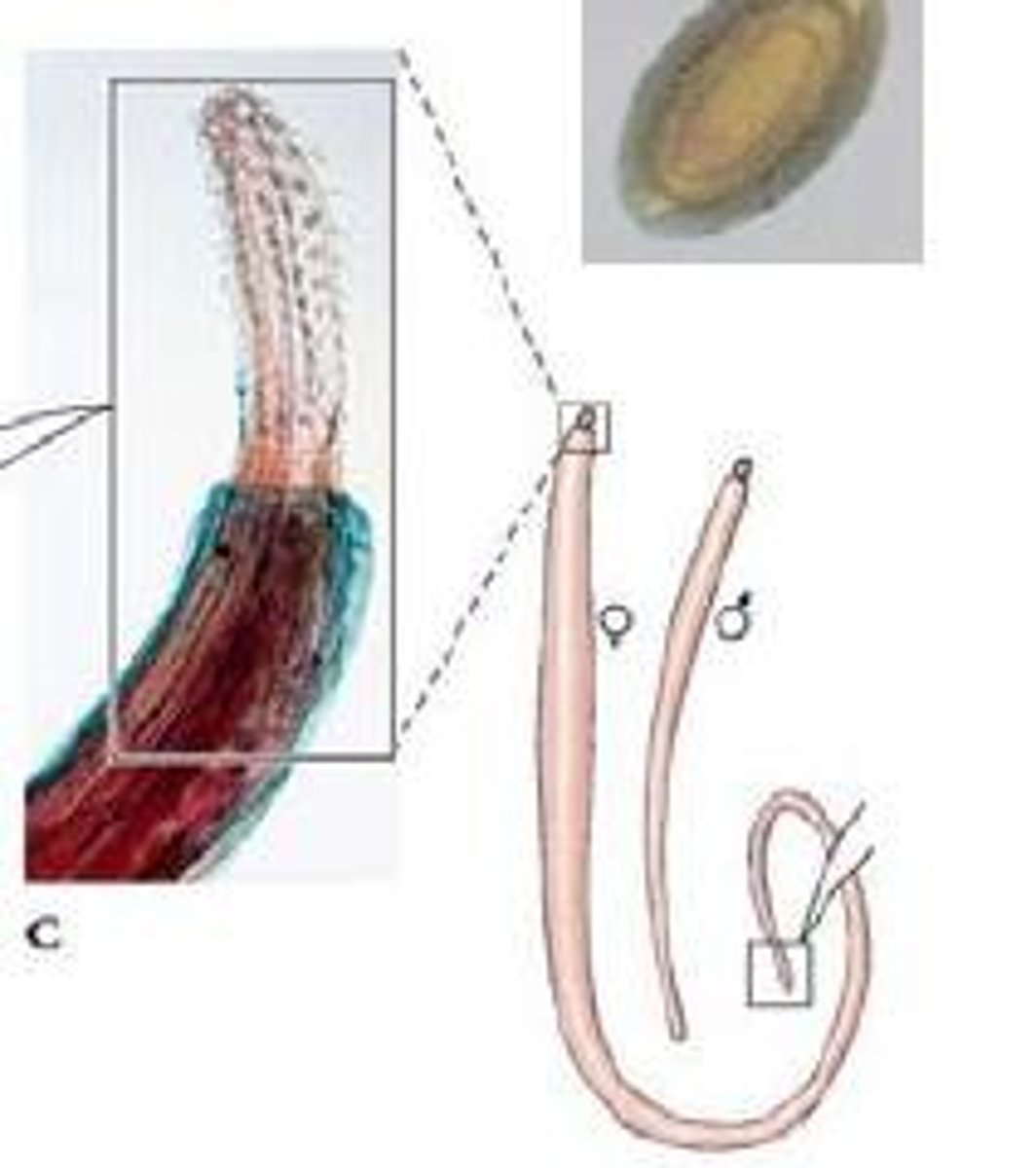 <p>Parasiter på ryggradsdjur med evertebrater som mellanvärdar</p><p>Saknar mun, anus och matsmältningskanal</p><p>Taggig proboscis</p><p>Tar upp föda genom epidermis</p><p>Pseudocoelom</p><p>Inte att förväxla med"hookworms"</p>