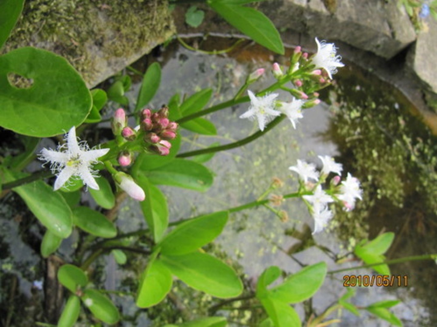 <p>vattenklöver</p>