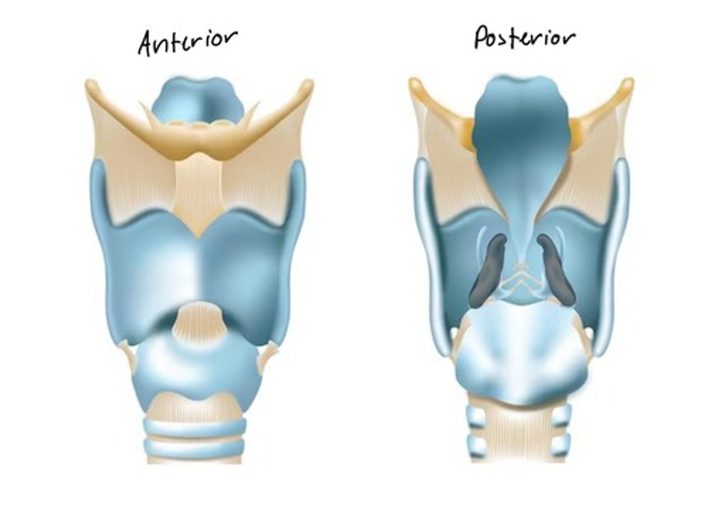 <p>Horn-like structures</p>