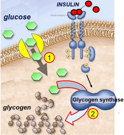 <ul><li><p>insulin is a hydrophilic molecule and thus cannot diffuse through the PM</p></li><li><p>Insulin binds to insulin receptors on a liver cell, causing autophosphorylation to occur which initiates a signalling pathway</p><ul><li><p>increases the number of glucose transporters in the membrane, resulting in increased diffusion of glucose into the liver cell</p></li><li><p>activates glucokinase which phosphorylates glucose and, inhibits activity of glucose-6-phosphotase (removes a phosphate group from glucose), preventing glucose from diffusing out the cell</p></li><li><p>activates glycogen synthase which converts glucose to glycogen</p></li></ul></li><li><p>This leads to the conversion of glucose to glycogen</p></li></ul><p></p>