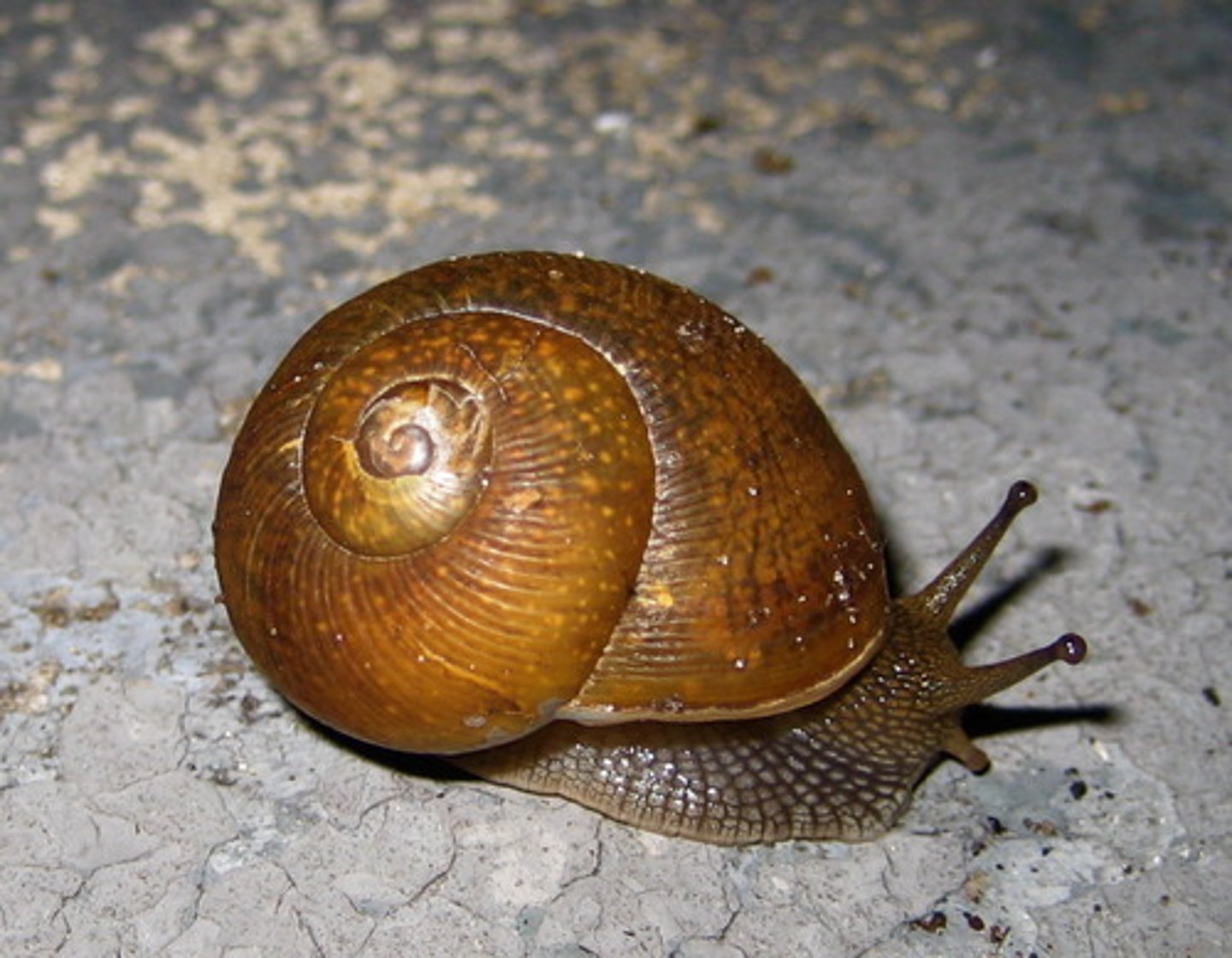 <p>1. slow-moving or inactive.</p><p>2. lacking energy or alertness.</p>