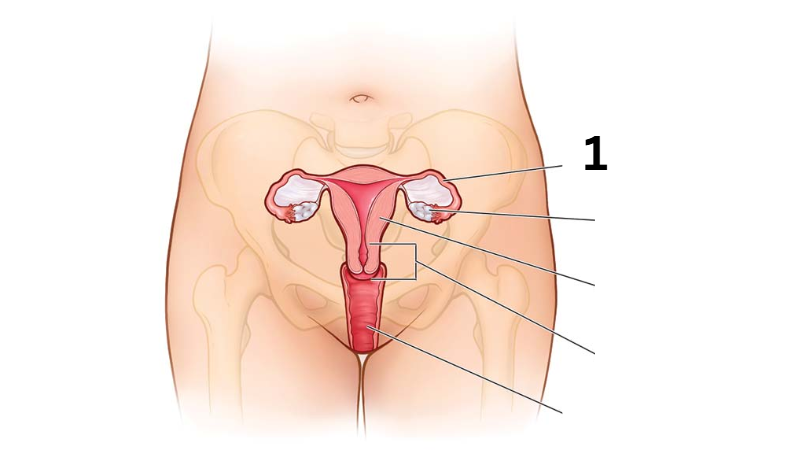 <p>Identity this female reproductive system (marked with 1)</p>