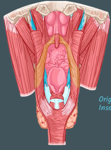 <p>Origin of stylopharyngeus muscle</p>