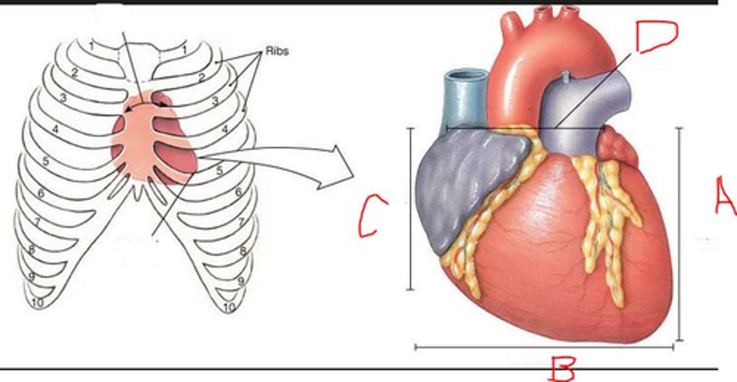 <p>5</p>
