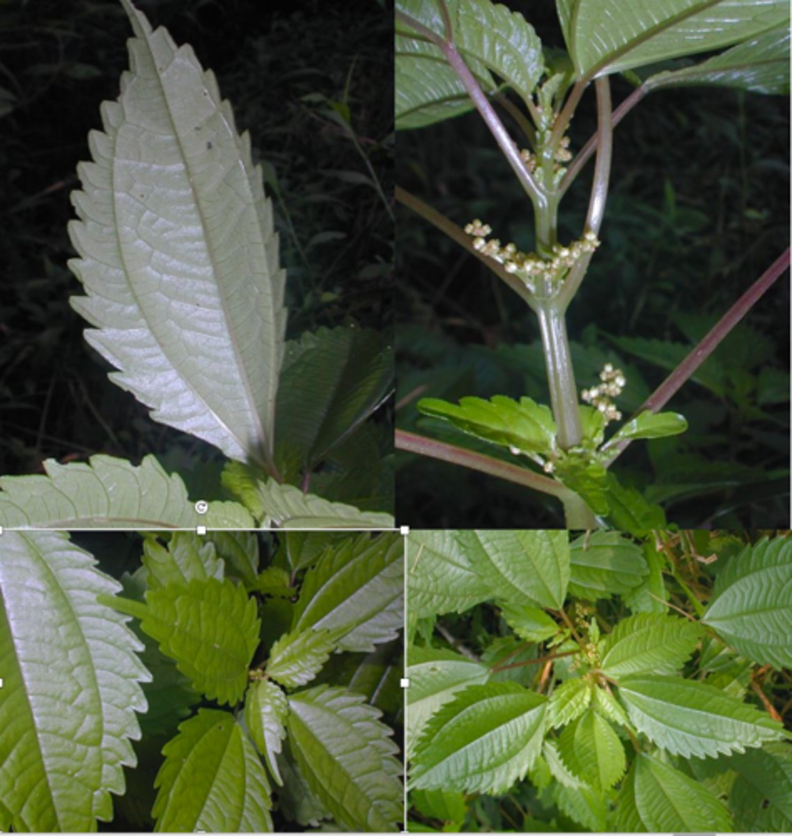<p>Canadian clearweed</p>