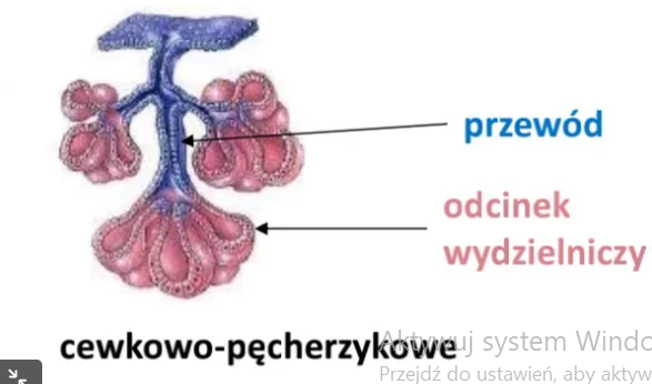 <p>Struktura łącząca odcinki cewkowe i pęcherzykowe, z wieloma przewodami wyprowadzającymi</p>