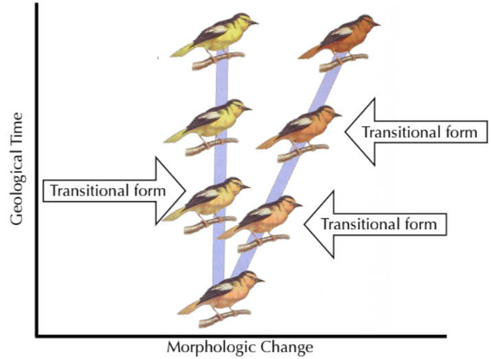 <blockquote><p><strong><span style="color: red">Gradualism</span></strong> - change occurs very slowly and steadily over a long period of time</p></blockquote><p>Since change is slow, theory of gradualism predicts existence of transitional forms in fossil record</p>
