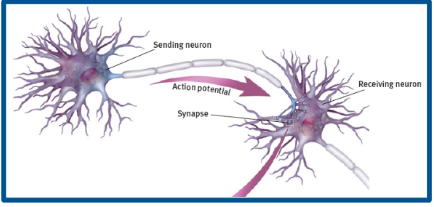 <p>Sending neuron releases neurotransmitters across a synapse to the receiving neuron</p>