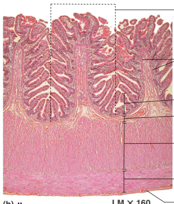 <p>Top to bottom</p>