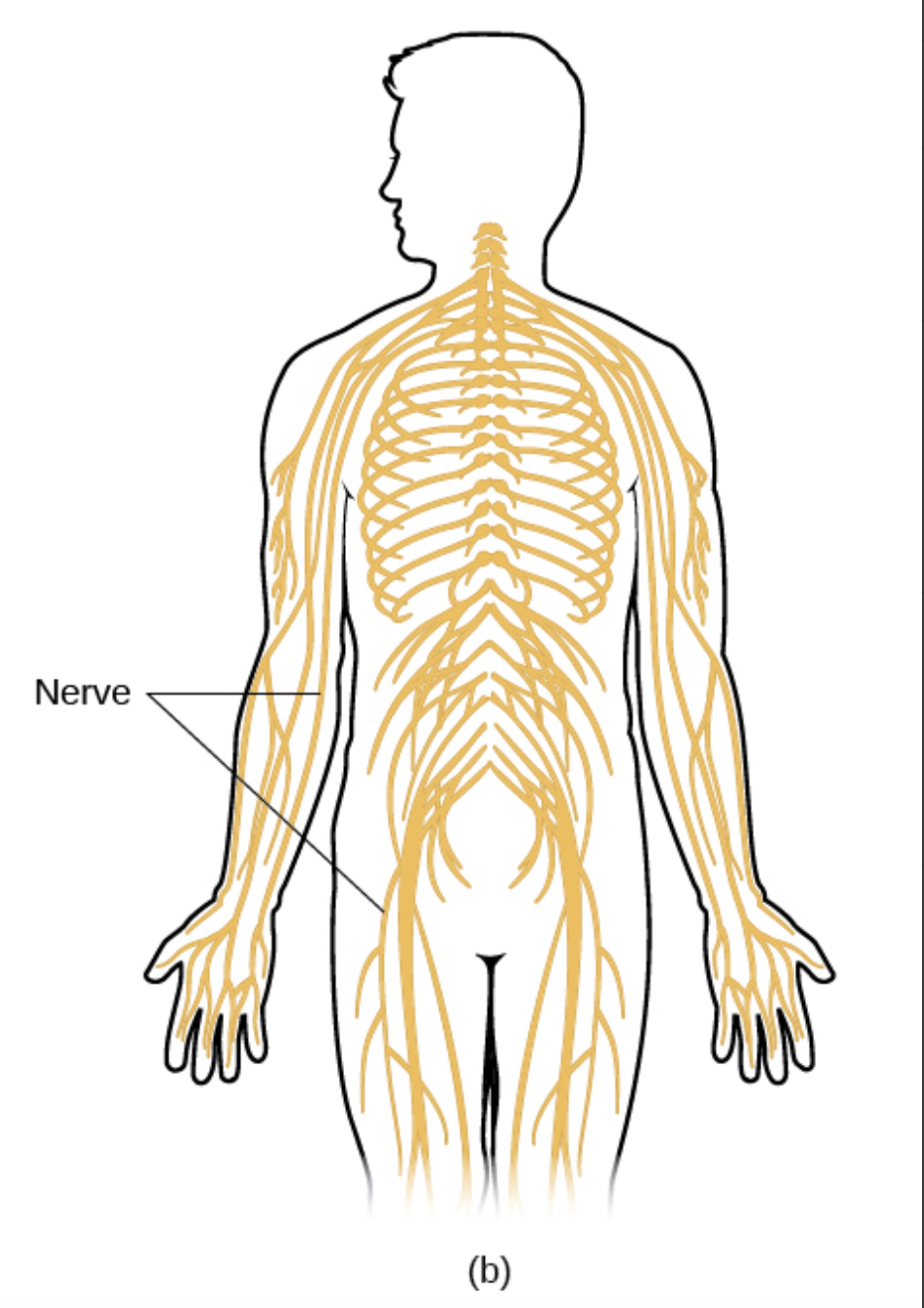<p class="text-wds-dark-500 text-w-content-base-mobile font-semibold"></p><p>This picture shows what part of the nervous system?</p>