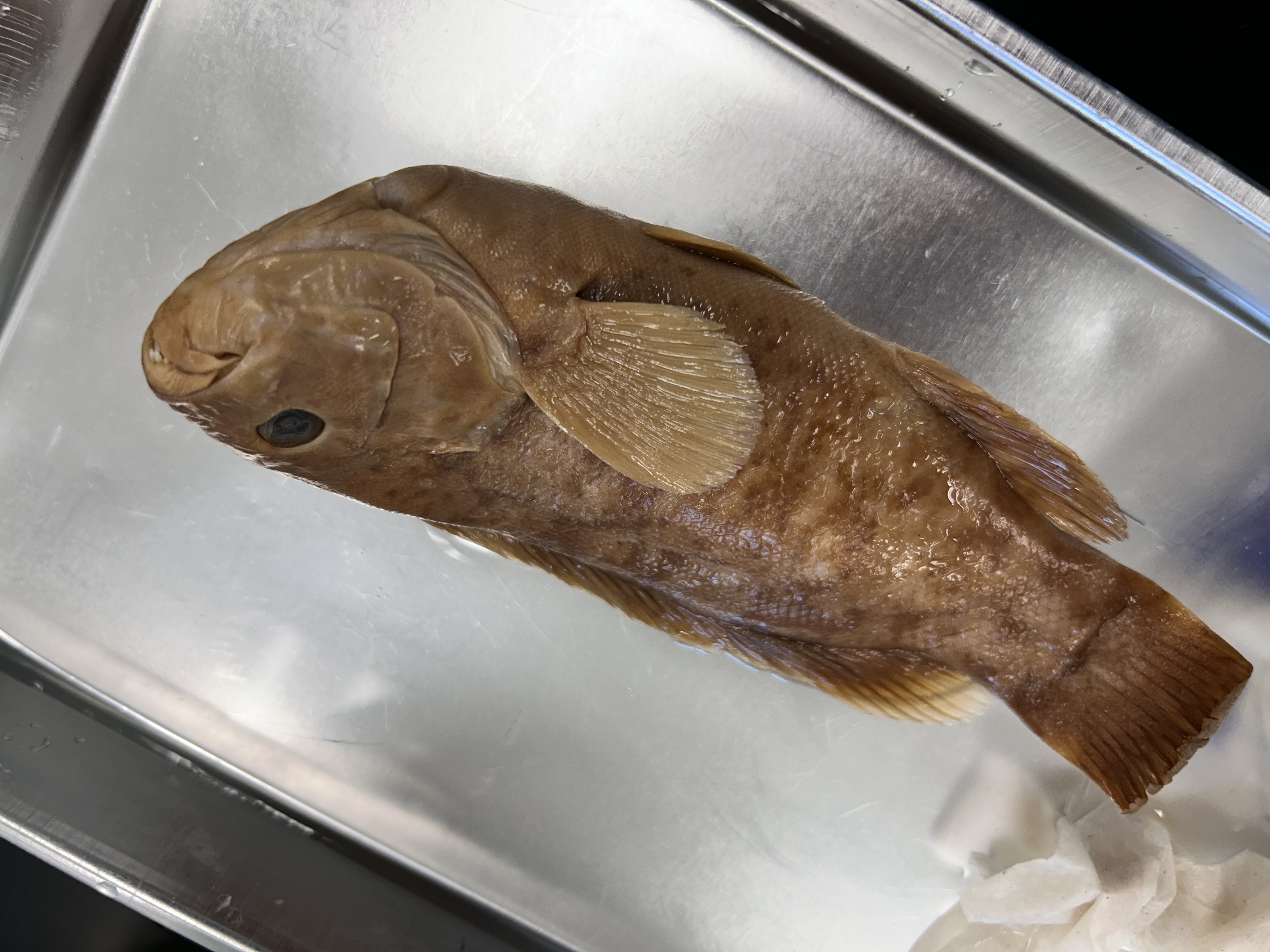 <p>tautog</p>