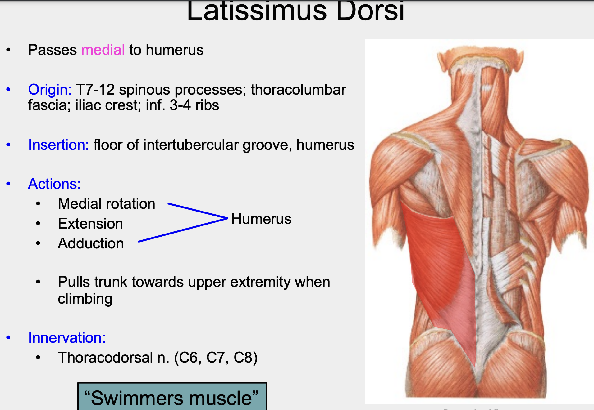 thoracodorsal nerve (C6, C7, C8)