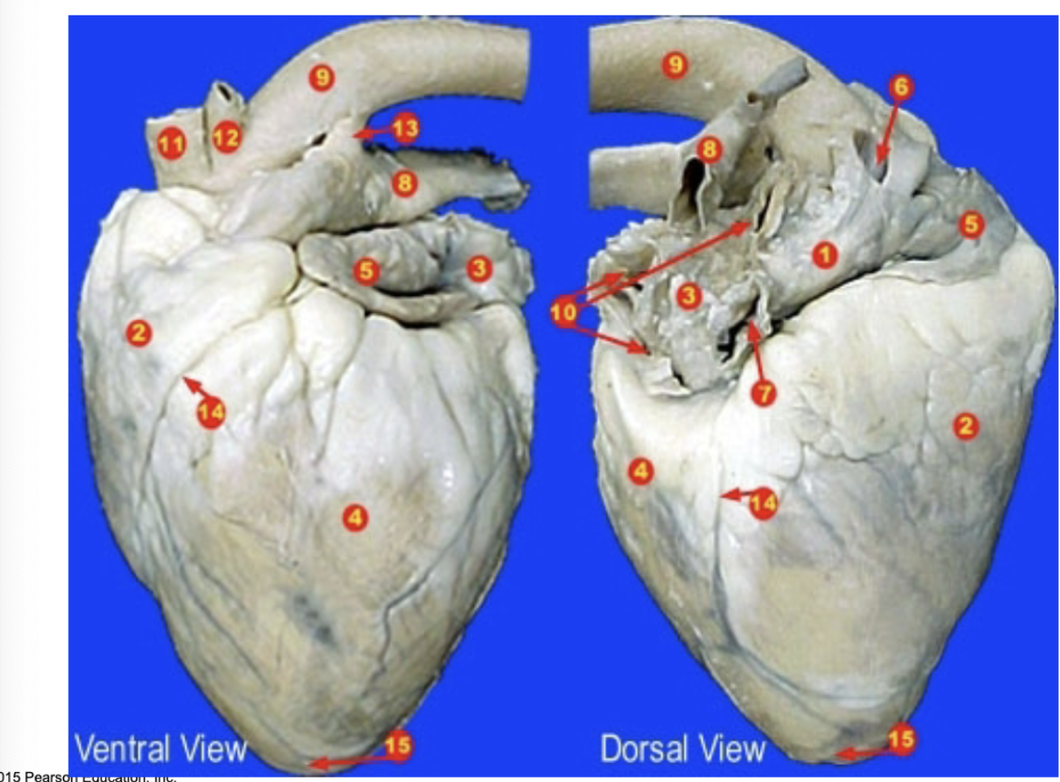 <p>pulmonary veins</p>