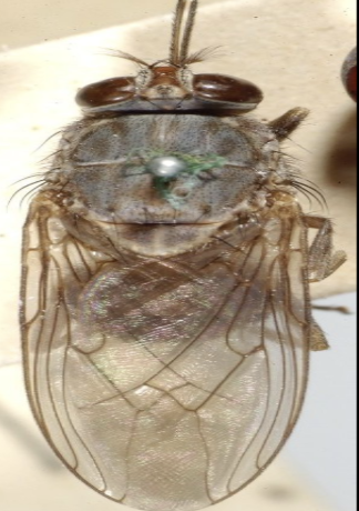 <p>wings </p><p>are folded over each other</p>