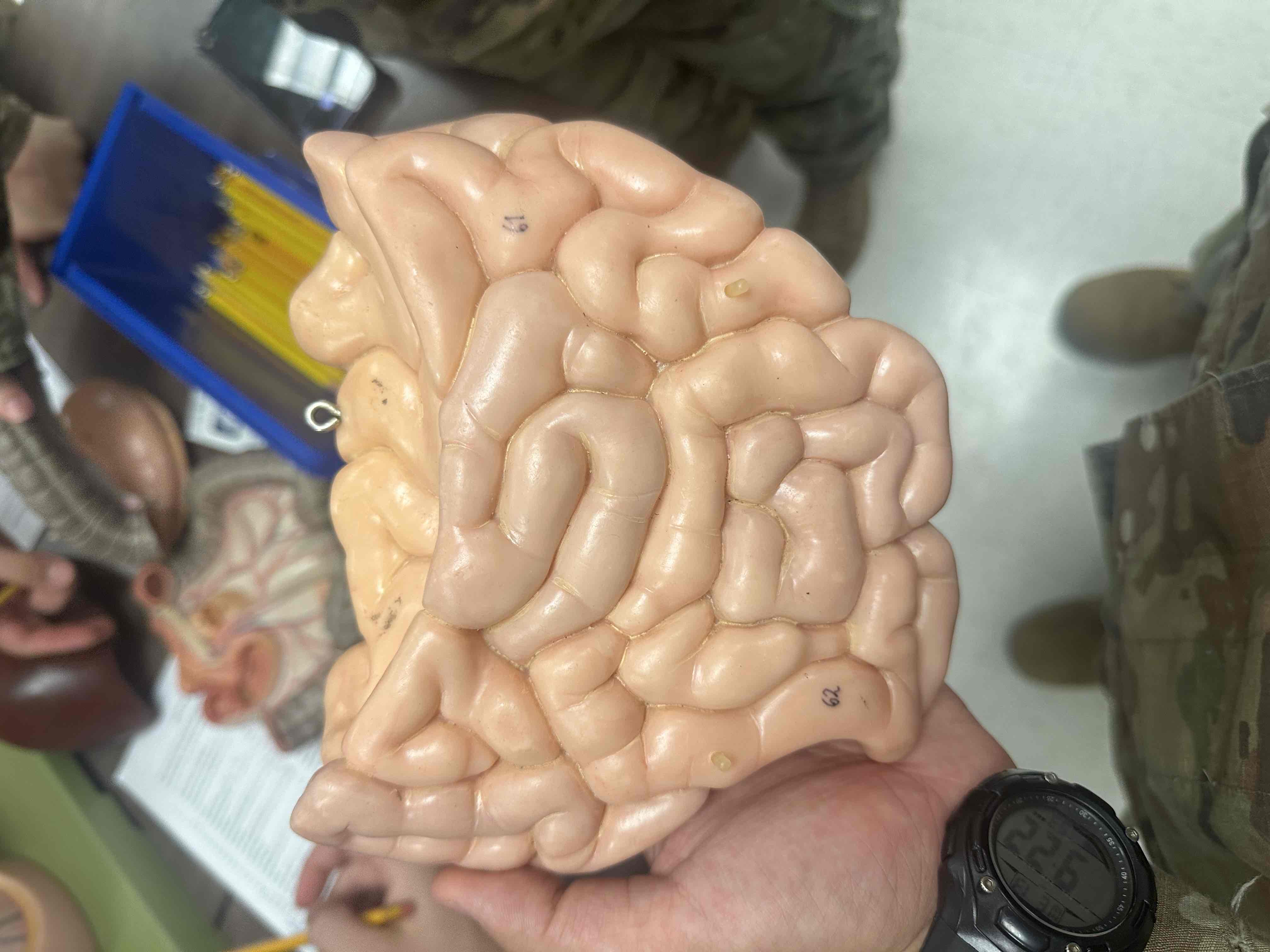 <p>62</p>