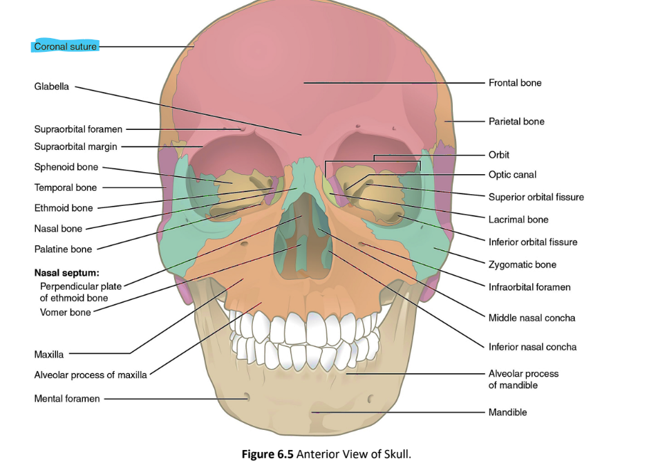 <p>coronal suture</p>