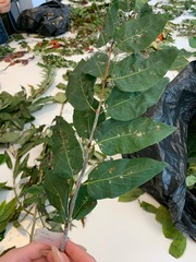 Lonicera tatarica
