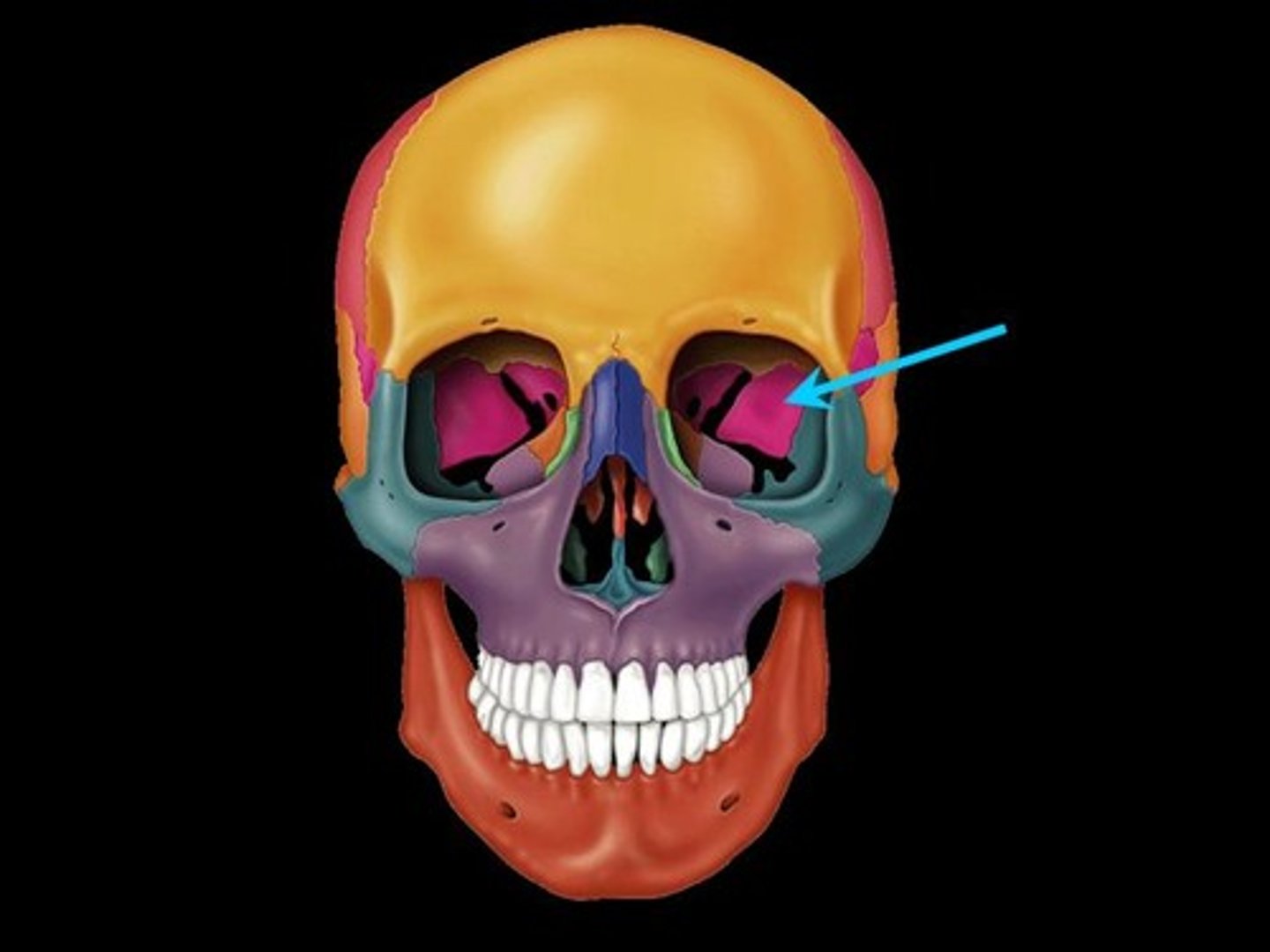 <p>A butterfly-shaped bone that forms part of the floor and sides of the cranium. It also forms part of the orbits surrounding the eyes.</p>