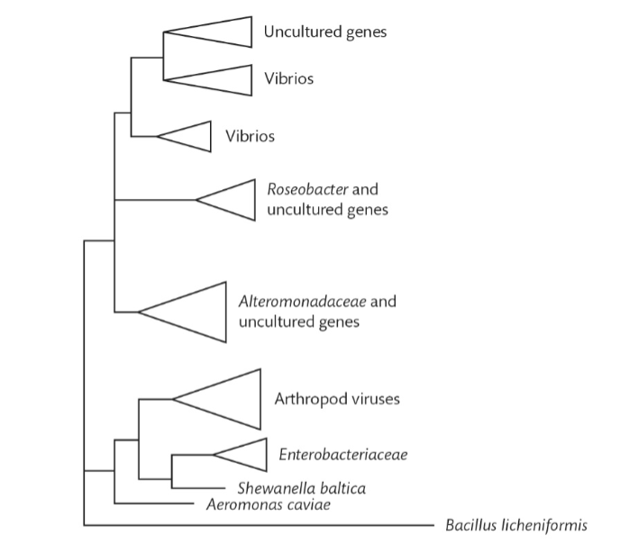 <p>What is an example of horizontal gene transfer in this graph?</p>