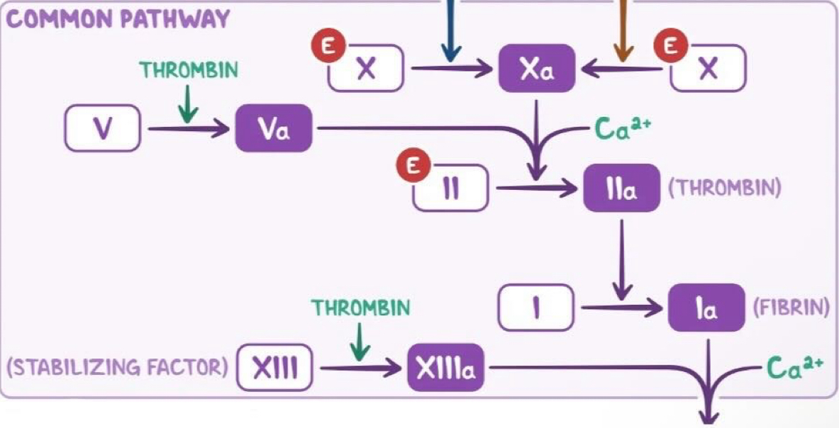 <ul><li><p>Factor V activated by thrombin → Va</p></li><li><p>﻿﻿Factor Xa, Va and calcium bind together to form a prothombinase complex.</p></li><li><p>&nbsp;This activates prothrombin into thrombin (factor II → IIa)</p></li><li><p>Thrombin cleaves fibrinogen to form fibrin (factor I → Ia)</p></li></ul><p>** Factor XIlla is known as the stabilising factor</p><p></p>
