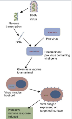 <p>Which category of vaccine does this image represent?</p>