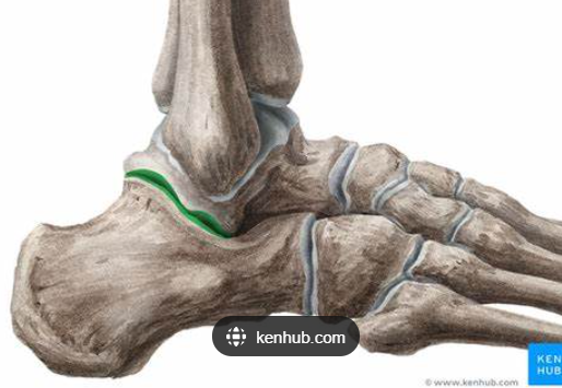 <p>What kind of <strong>Synovial Joint </strong>is the Subtalar Joints?</p>