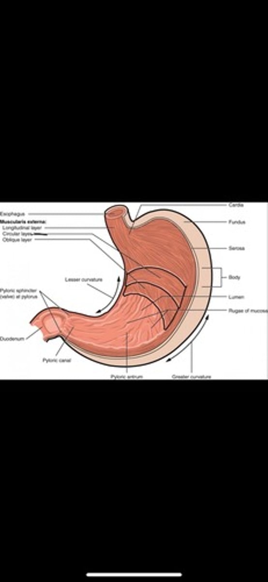 knowt flashcard image