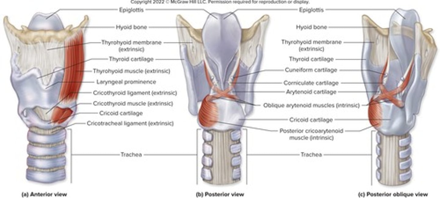 <p>To provide a patent airway, route air and food, and produce voice.</p>