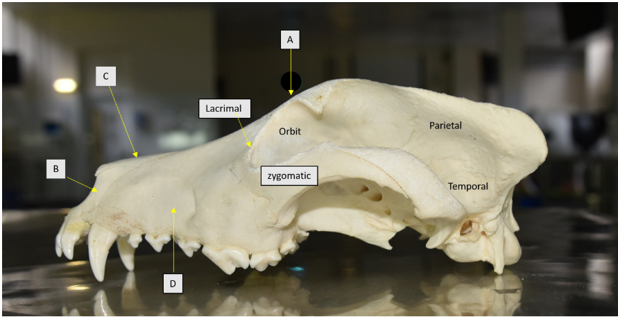 <p>Which of the following lists bones A, B, C, and D in the correct order? </p><p></p><p>A. Frontal, Incisive, Nasal, Maxilla</p><p>B. Nasal, Frontal, Incisive, Maxilla</p><p>C. Frontal, Maxilla, Nasal, Incisive</p><p>D. Incisive, Frontal, Maxilla, Nasal</p>