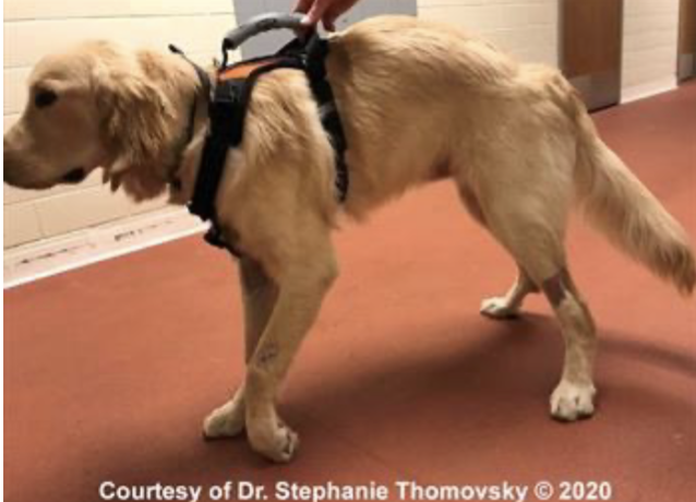 <p>which nerve is injured</p>