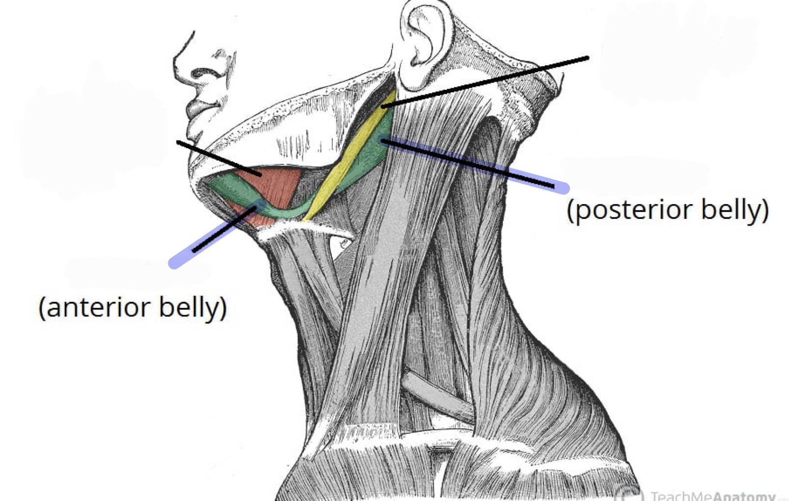 <p>Open mouth (lowers mandible), elevates &amp; holds hyoid during speech and swallowing</p>