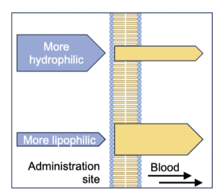 <p>•If a drug is too hydrophilic, its solubility will be good, but it will be poor at partitioning into the cell membrane.</p>