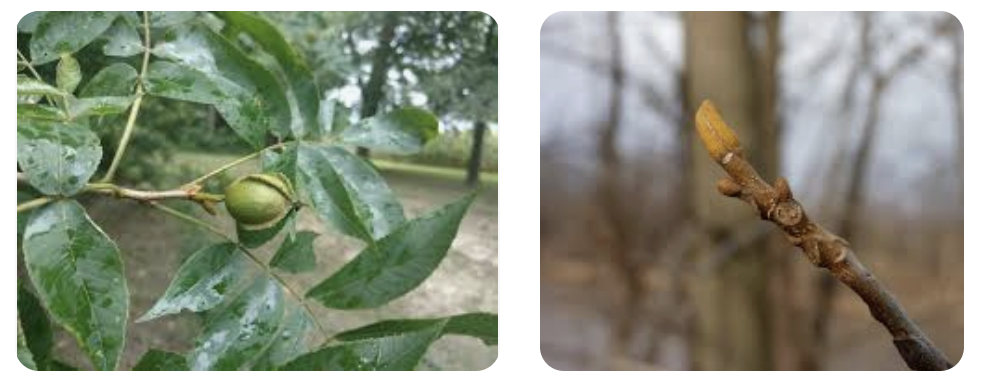 <p><em>Carya cordiformis</em></p><p>Juglandaceae</p>