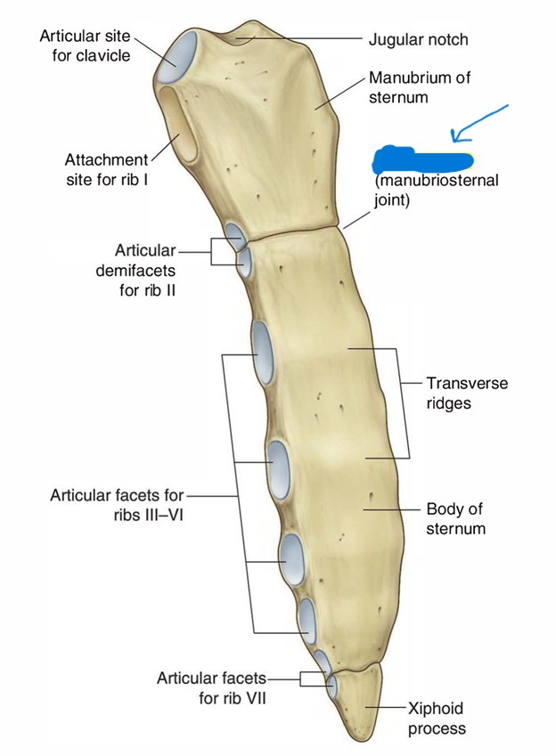 <p>What is this part of the sternum?</p>