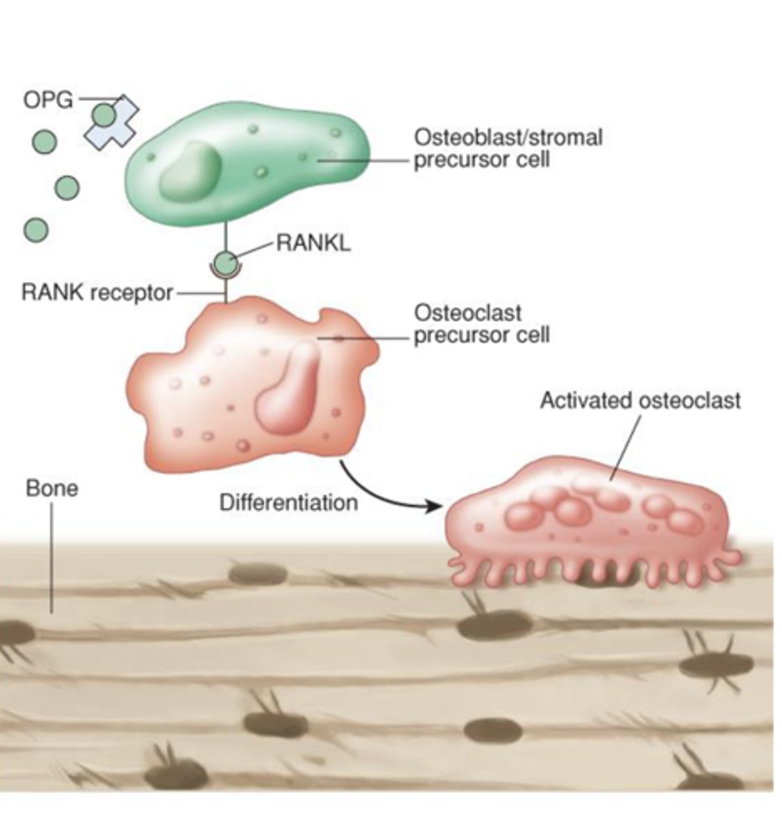 <p>Paracrine system that balances resorption and formation</p><p>1. _______</p><p>-- Produced by osteoblasts</p><p>-- Binds to RANK receptor and promotes activation of osteoclasts</p><p>2. ______________________</p><p>-- “Decoy” receptor to block RANKL activity to ensure balance</p>