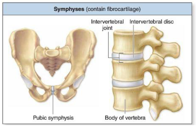 <p>Contain fibrocartilage</p><ul><li><p>Pubic symphysis, intervertebral joints</p></li></ul><p></p>