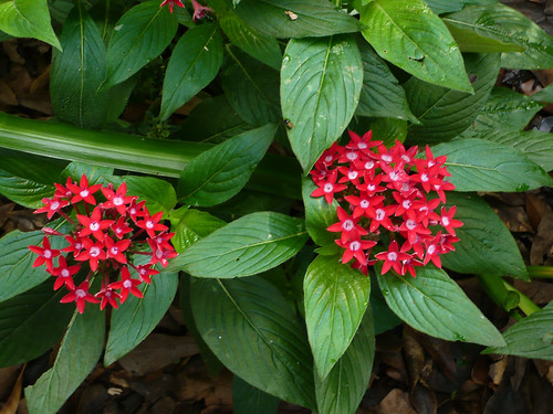 <p>Pentas (Rubiaceae)</p>