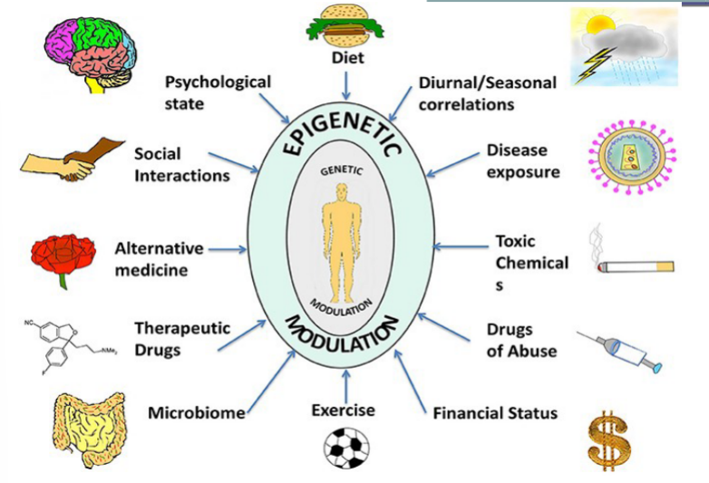 <p>examples include:</p><ul><li><p>diet</p></li><li><p>psychological state</p></li><li><p>social interactions</p></li><li><p>exercise</p></li></ul>