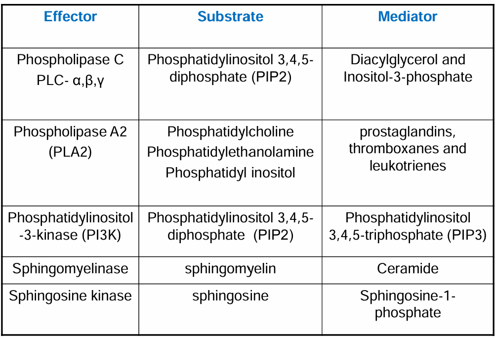 <ul><li><p class=""><strong><mark data-color="red" style="background-color: red; color: inherit">Phospholipase A2 (PLA2) Route:</mark></strong></p><ul><li><p class="">Involves the <strong>release of arachidonic acid (AA) from membrane phospholipids.</strong></p></li></ul></li><li><p class=""><strong><mark data-color="red" style="background-color: red; color: inherit">Phosphatidylinositol Route:</mark></strong></p><ul><li><p class="">Involves the generation of <strong>inositol phosphates </strong>(through the <strong>phospholipase C pathway</strong>) and subsequent signals.</p></li></ul></li><li><p class=""><strong><mark data-color="red" style="background-color: red; color: inherit">Sphingomyelin System:</mark></strong></p><ul><li><p class="">Leads to the <strong>production of signalling molecules</strong> such as <strong>ceramide and sphingosine-1-phosphate (S1P).</strong></p></li></ul></li></ul><p></p>