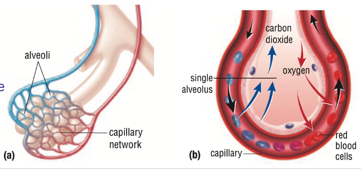 <p><span><strong>Gas exchange:</strong><br>When oxygen diffuses into capillaries and carbon dioxide diffuses into the alveoli</span></p>