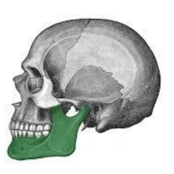 <ul><li><p>Gives shape to chin or jaw</p></li><li><p>Consists of one bone that is horseshoe shaped</p></li></ul><p></p>