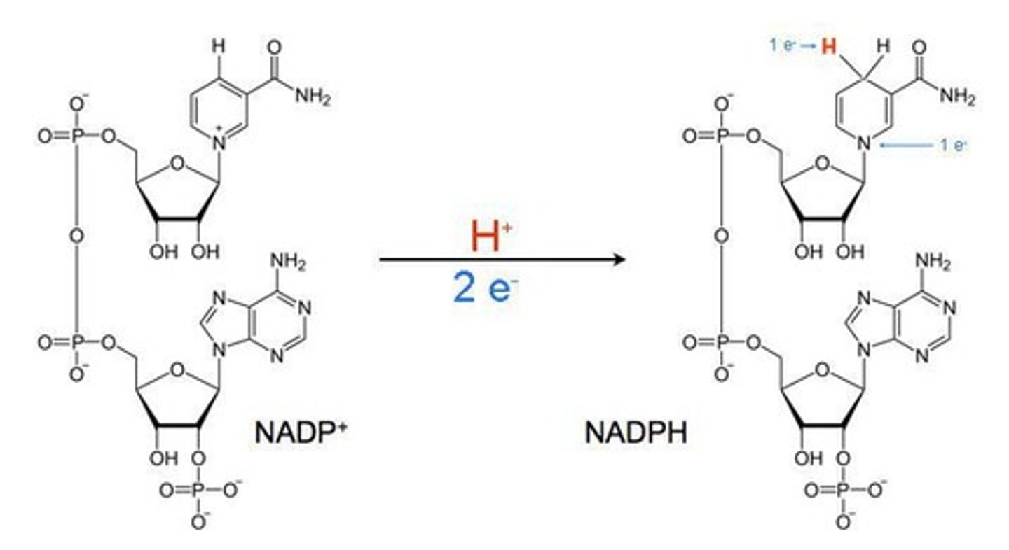 <p>NADPH is used to transfer electrons and provides reducing power</p>