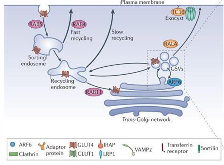 <p>in GSVs (GLUT 4 storage vesicles) </p>